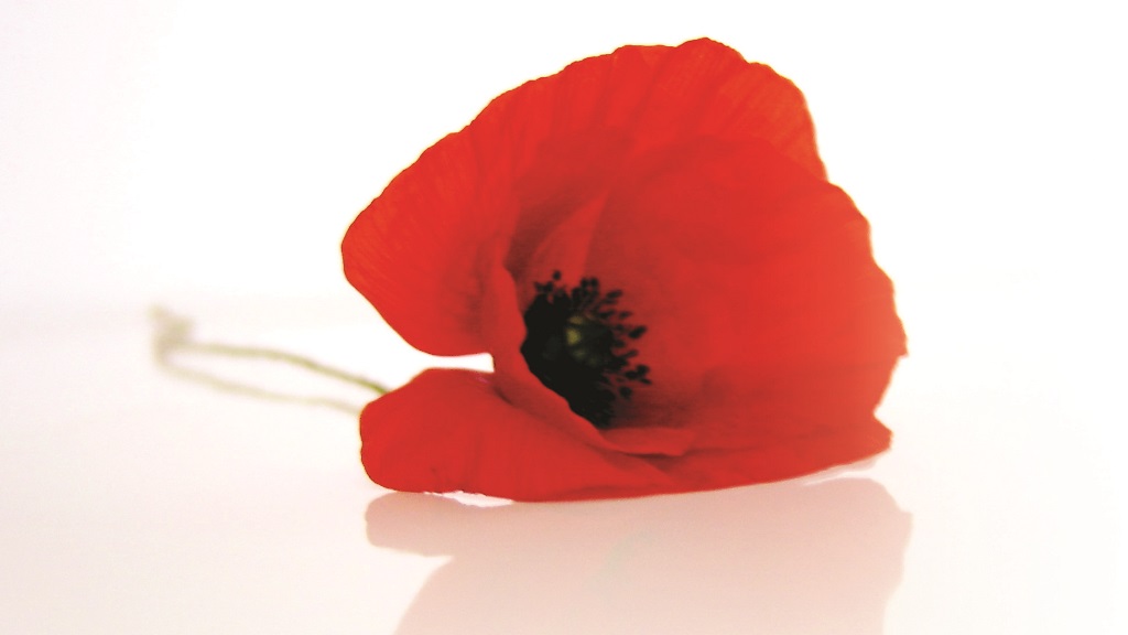 Poppy - cropped to 16-9 Poppy - cropped to 16-9