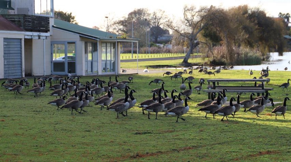 canada-geese canada-geese