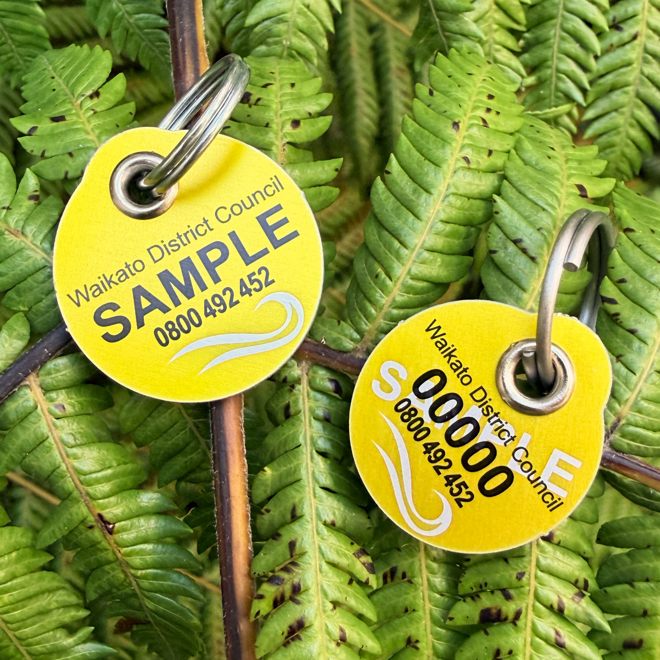 Yellow tags from Waikato District Council with text "SAMPLE" and "00000," plus a contact number, lie on lush green fern leaves, suggesting nature and identification.