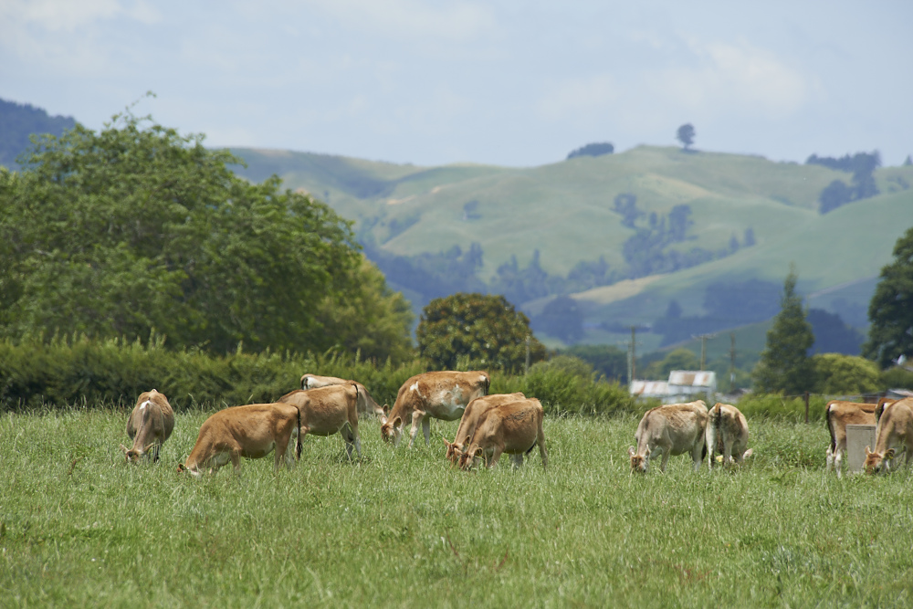 Several light-brown cows graze in a lush green pasture, with rolling green hills, scattered trees, and a partly cloudy sky in the background.