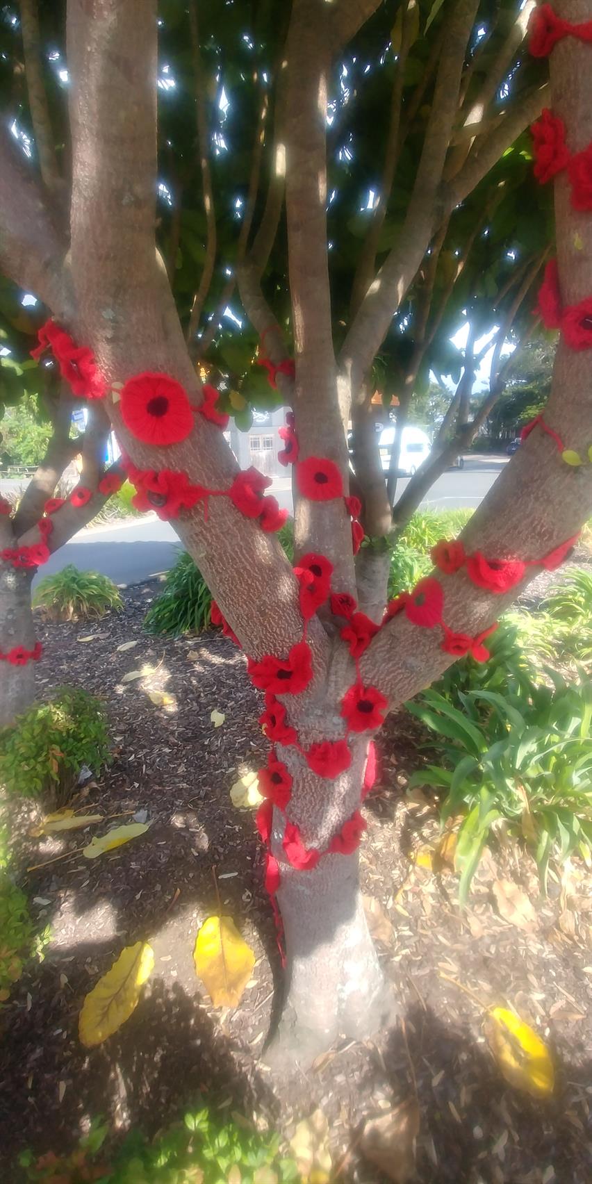Raglan Poppy Tree 2018 - image supplied by Rodger Gallagher