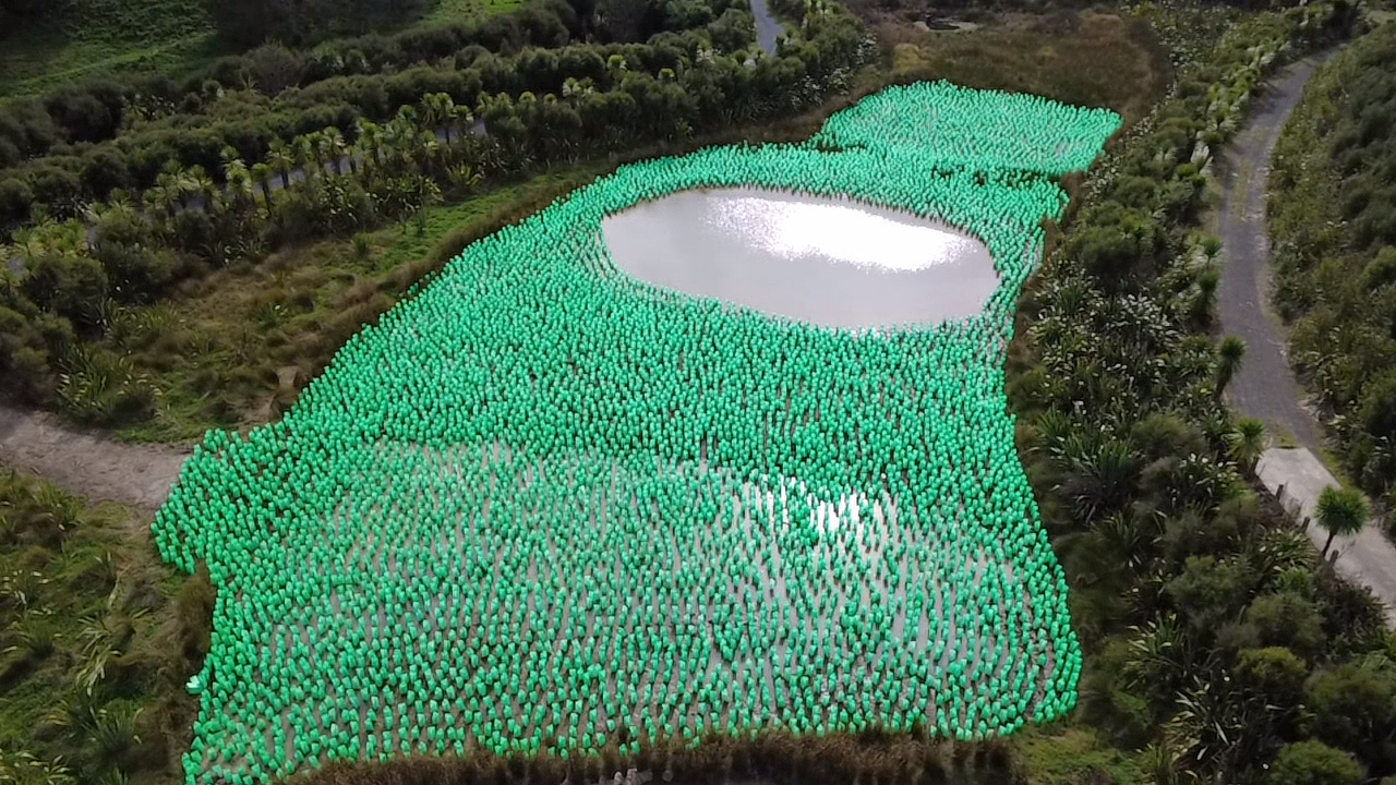 Stormwater pond with water surrounded by small plants that have green plastic guards around each of them to protect them from birds