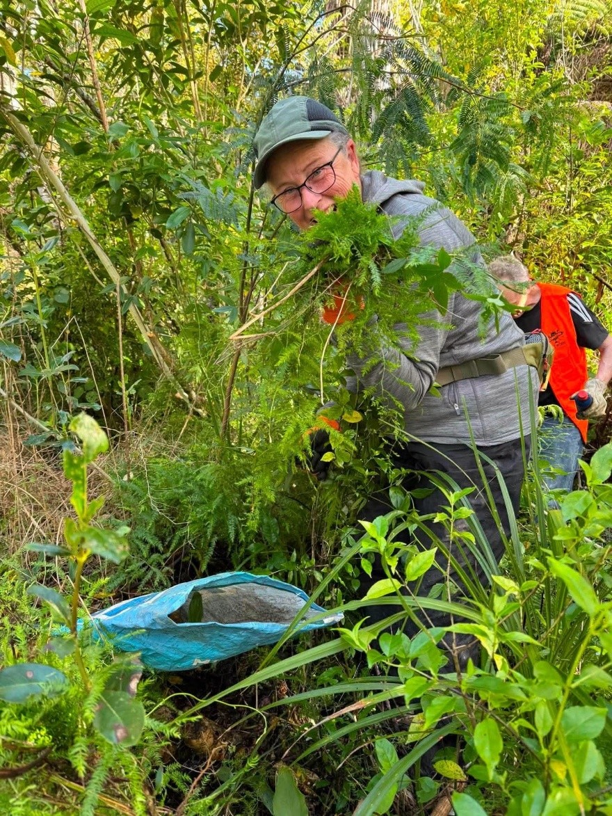 Asparagus fern removal