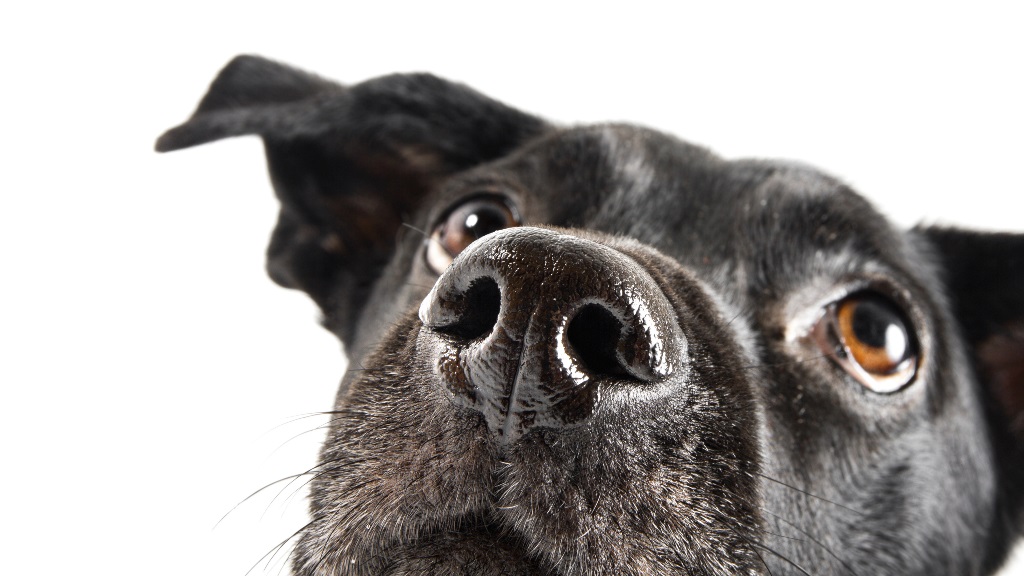 Dogs 028_cr Dogs 028_cr