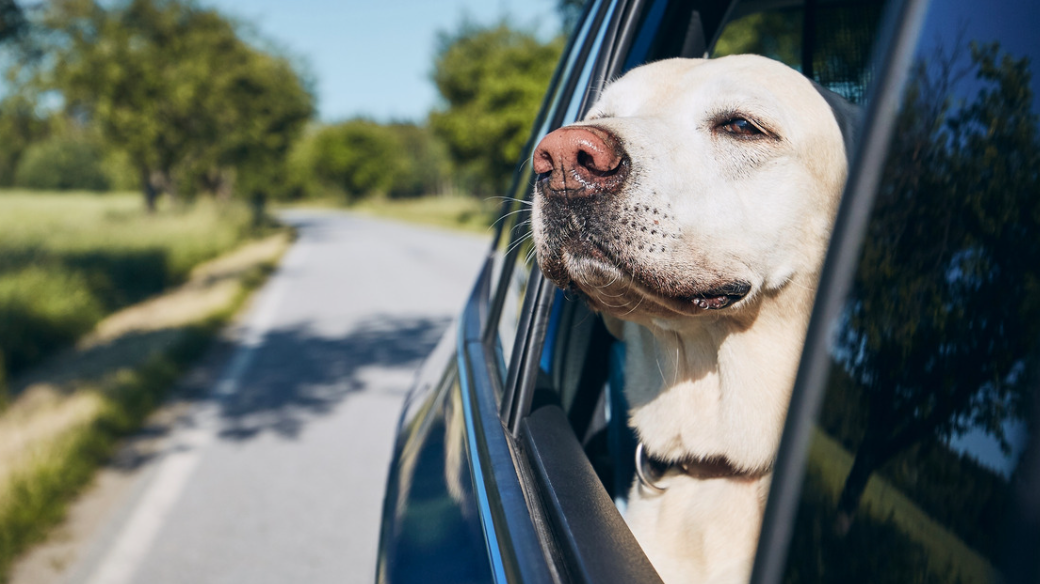 White dog happily sticks its head from a car window on a sunny country road, enjoying the breeze; green trees and fields blur behind.