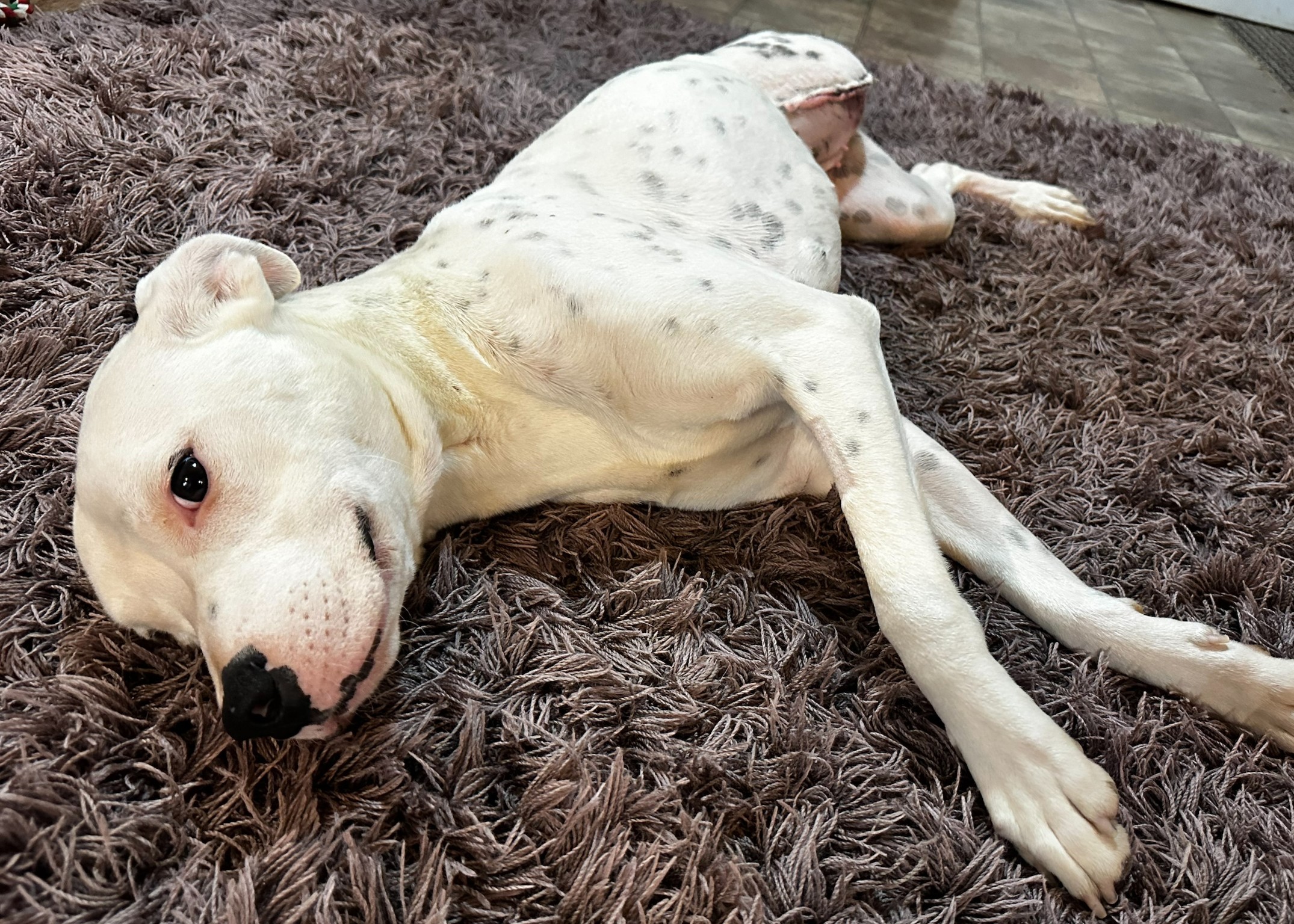 A white dog with black spots, missing a hind leg, lies relaxed on a soft, brown shaggy carpet. The scene conveys a calm and soothing atmosphere.