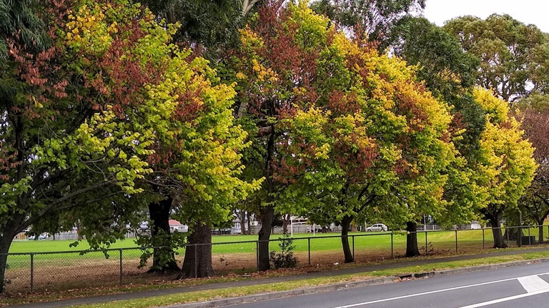 Dutch elm disease has been present in Auckland for a number of years. This example is from Manurewa.