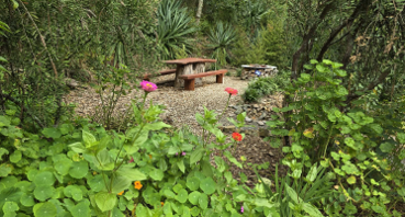 A lush garden clearing surrounded by dense green foliage and native-looking plants. In the foreground, leafy plants with small orange and pink flowers frame a gravel path leading to a wooden picnic table and bench in the center.