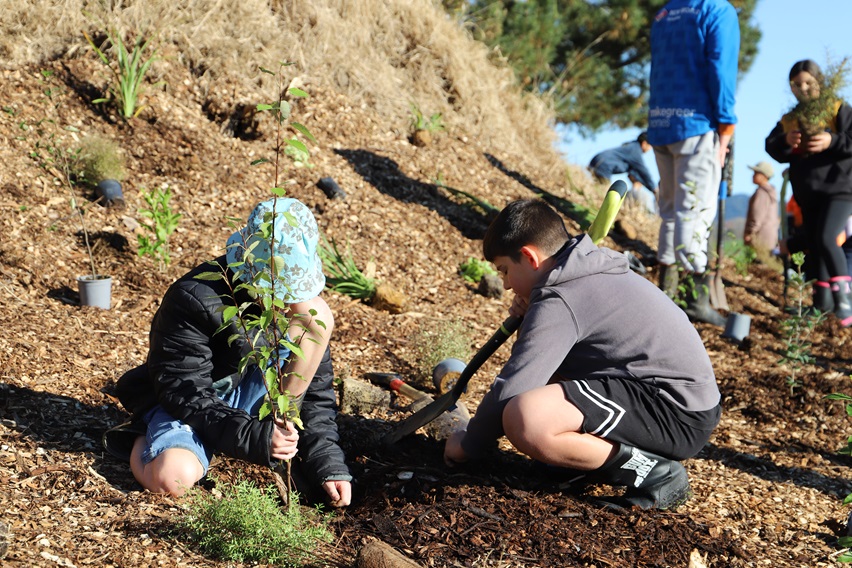 Children planting a tree on a sunny hillside, surrounded by soil and small plants. The scene conveys teamwork and care for the environment.