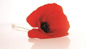 Poppy - cropped to 16-9 Poppy
