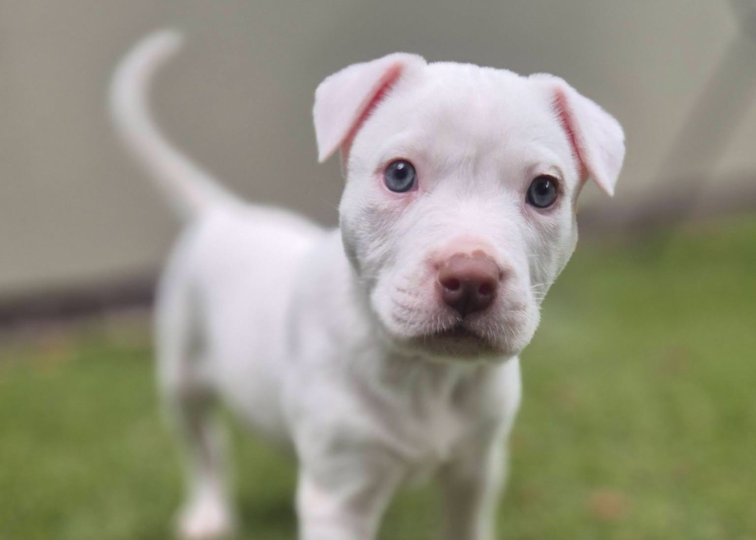 A small white puppy with floppy pink-lined ears and a brown nose looks curiously at the camera, standing on grass against a softly blurred wall.