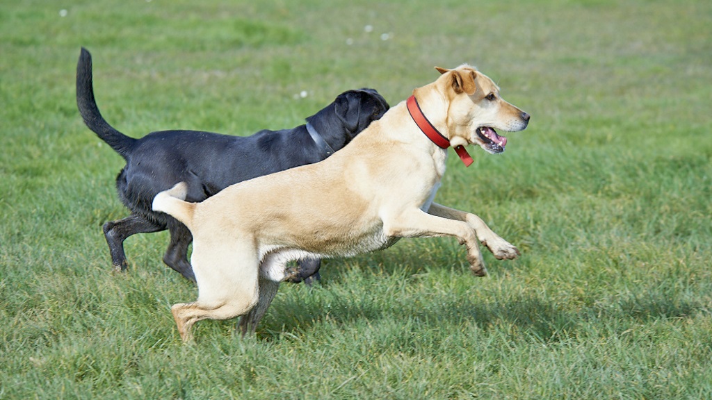 WDC Te Kauwhata 0108 WDC Te Kauwhata 0108