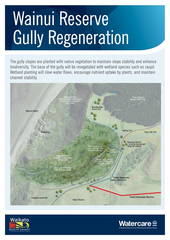 Raglan Wainui Reserve Gully Regen