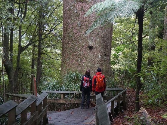 kauri loop track