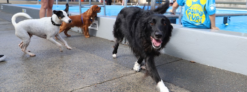 Dogs at last years pool party