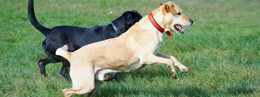 are heading dogs registered in new zealand