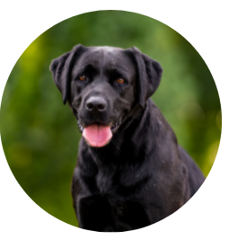 Koey Black dog smiling