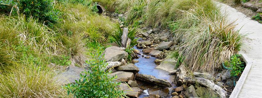 An example of stream daylighting. Image supplied/Boffa Miskell.